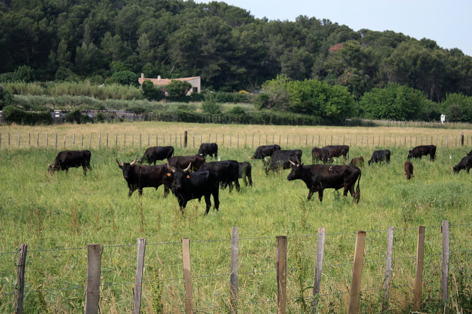 Les taureaux de la manade